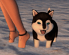 Cocoliso puppy furniture