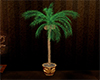 :) Coconut Palm Tree