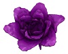 MY Purple Rose