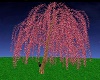 Animated Pink Willow