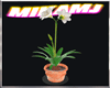 summer flowers2