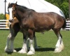 Clydesdales Requested