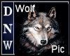 NW Wolf Picture