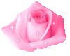 baby pink rose