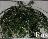 Rus Leaf Lit Plant