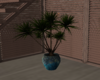 beach plant pot