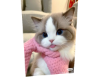 Cat 3