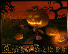 Halloween Pumpkin field