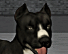 Dog Pitbull