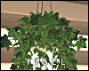 Y. Groot Ivy Plant