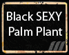 ///Black SEXY Palm Plant