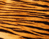 tiger background