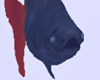 RedTail Fish
