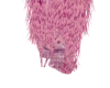 PINK PUSSY PRINT