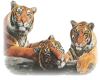 tiger trio