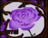 [L] Violette Rose