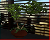 Classical Office Plant 2