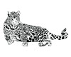 wall decal leopard 1