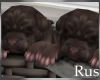 Rus Basket Of Puppies 2