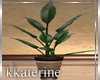 [kk] Sunset  Plant