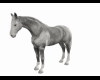 Grey horse walk pose