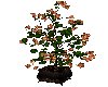 executive tree planter