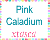 Pink Caladium on Stand
