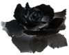 Goth Rose