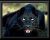 HB* Black Panther 3 Art