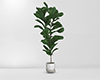 Plant | V5