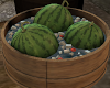 wattermelon
