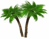 FAN PALM