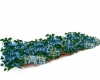 Row of Garden Flowers/Bu