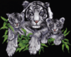 white tiger and cubs