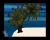 BA Lon Beach Palms