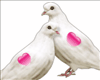 Di* Love Pigeons