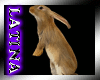 [ML]Rabbit