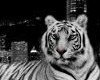 blue tiger club