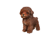 TEACUP POODLE 5