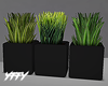 Small Pot Black Plants