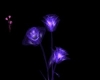Purple Jewel Roses