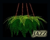 Jazz-Ancient Hanging Pl