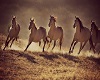 Wild Horses -M
