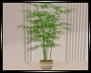 Bambo plant