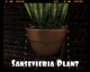 *Sansevieria Plant
