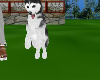 huskey pup us frisbe