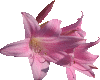 double pink lily