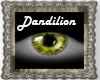 (D)Dandilion-F