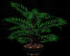 [CI]BlackGold Palm 2