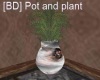 [BD] Pot and plant